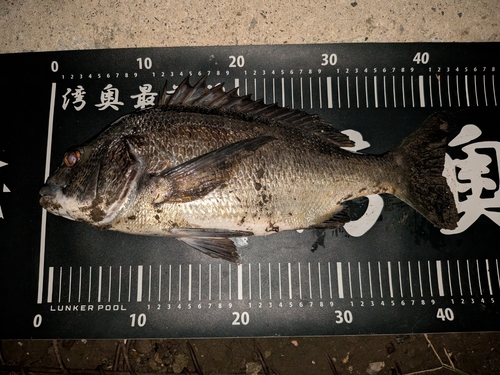 クロダイの釣果