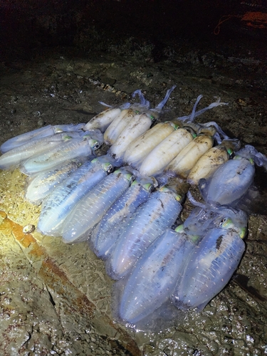 アオリイカの釣果