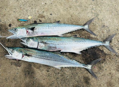 サゴシの釣果