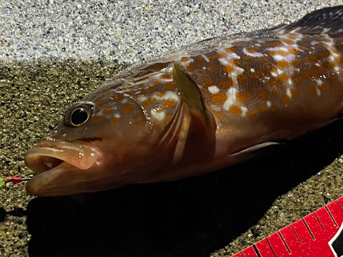 キジハタの釣果