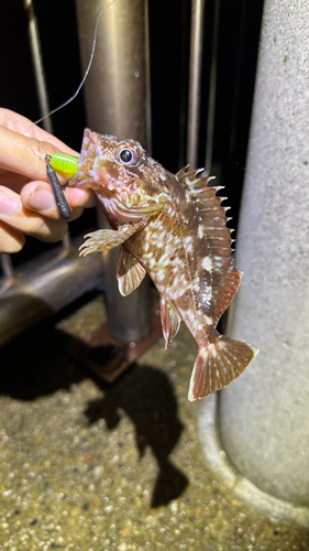 カサゴの釣果