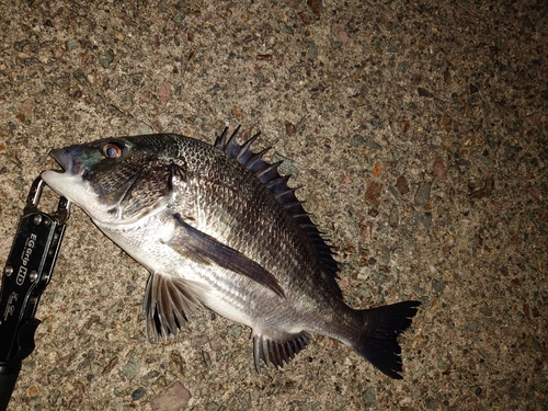 クロダイの釣果