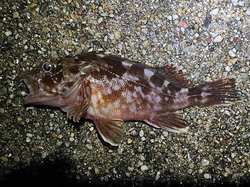 カサゴの釣果