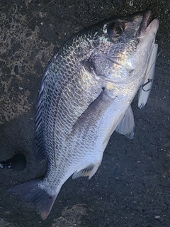 キビレの釣果