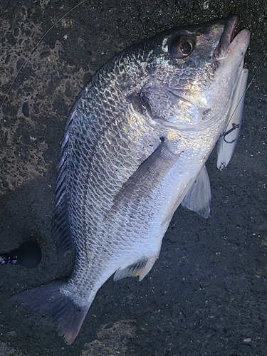 キビレの釣果