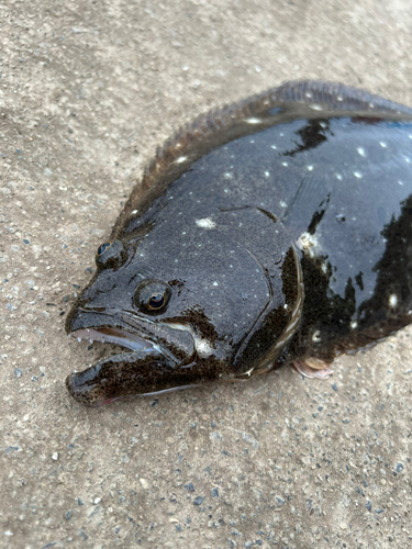 ヒラメの釣果