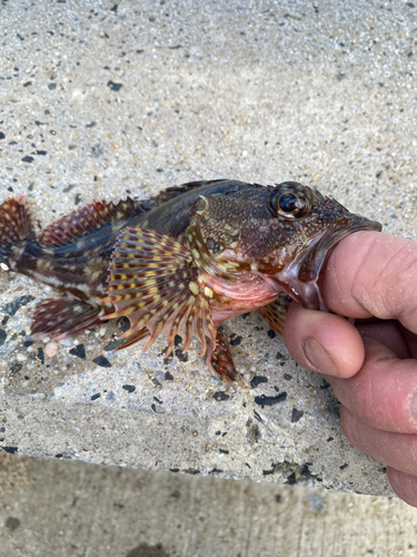 アラカブの釣果