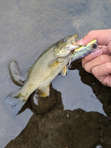 スモールマウスバスの釣果