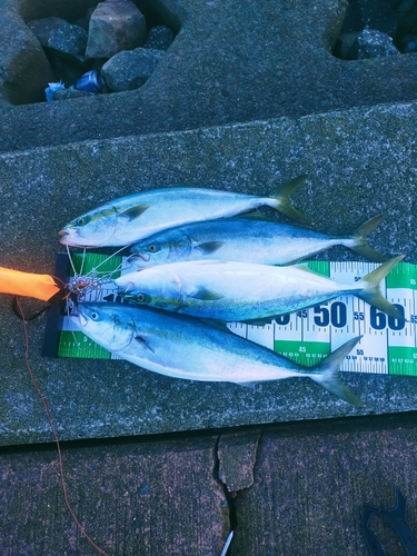 イナダの釣果