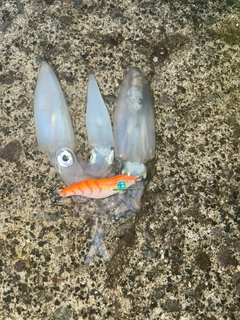 マメイカの釣果