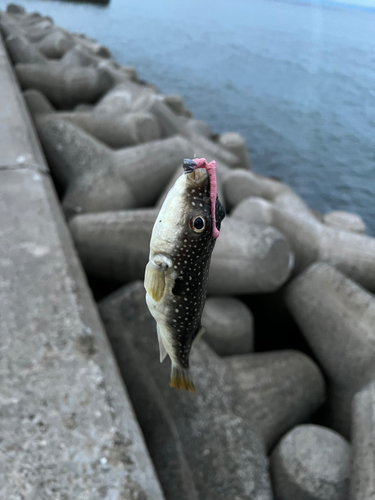 フグの釣果