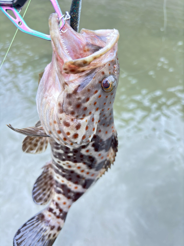 チャイロマルハタの釣果