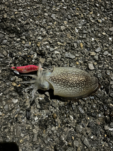 シリヤケイカの釣果