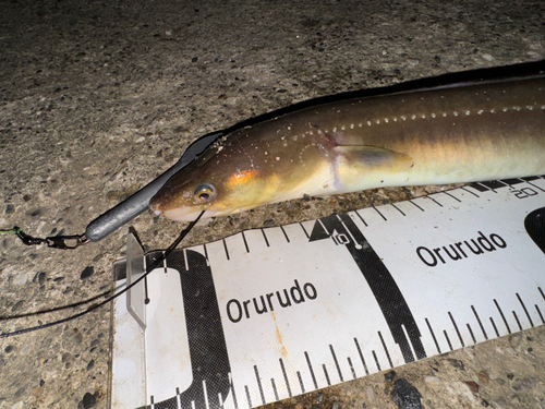 クロアナゴの釣果