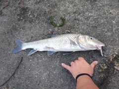 ニゴイの釣果