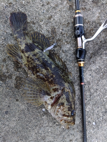 タケノコメバルの釣果