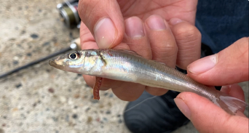 キスの釣果