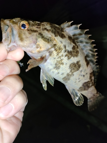 タケノコメバルの釣果