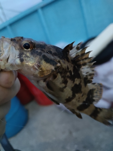 タケノコメバルの釣果