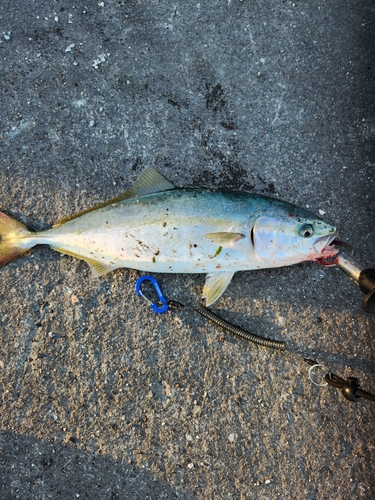 イナダの釣果