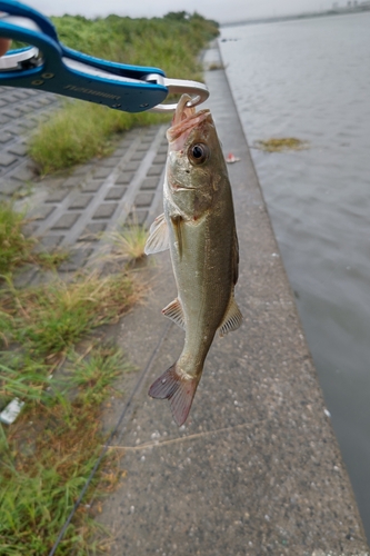 セイゴ（マルスズキ）の釣果