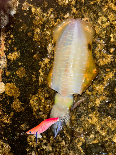 アオリイカの釣果