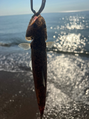 エソの釣果