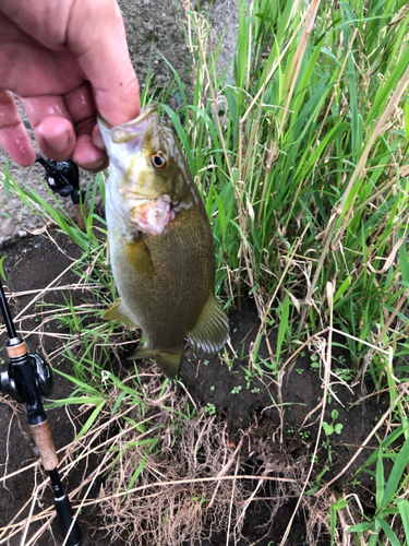 スモールマウスバスの釣果