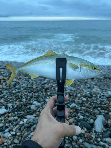 ツバイソの釣果