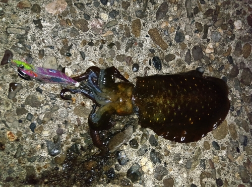 アオリイカの釣果