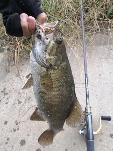 スモールマウスバスの釣果