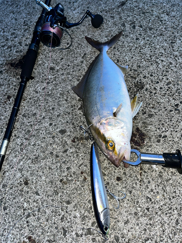 カンパチの釣果