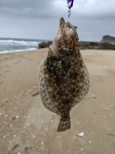 ソゲの釣果