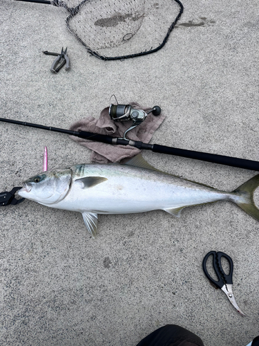 ワラサの釣果