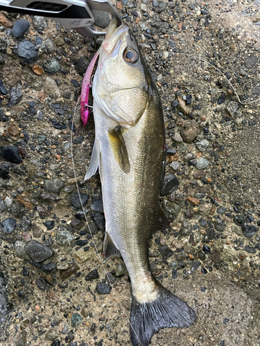 セイゴ（マルスズキ）の釣果