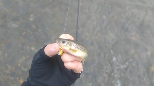 アブラハヤの釣果