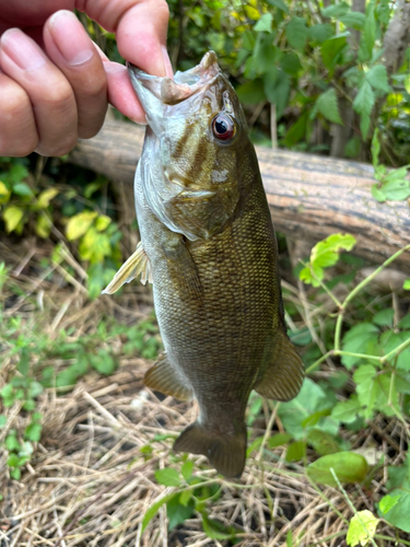 スモールマウスバスの釣果