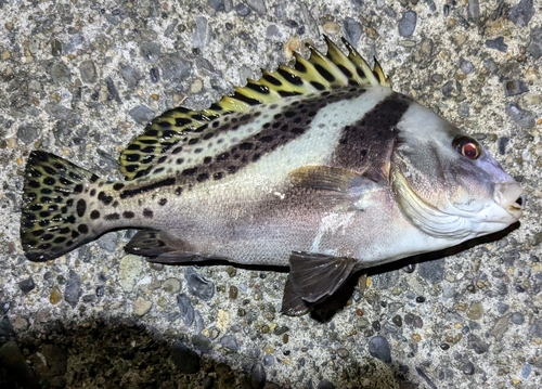 コショウダイの釣果