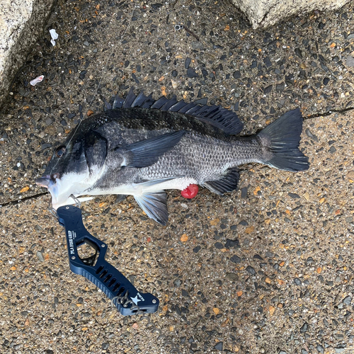 チヌの釣果