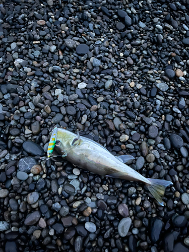 シロサバフグの釣果