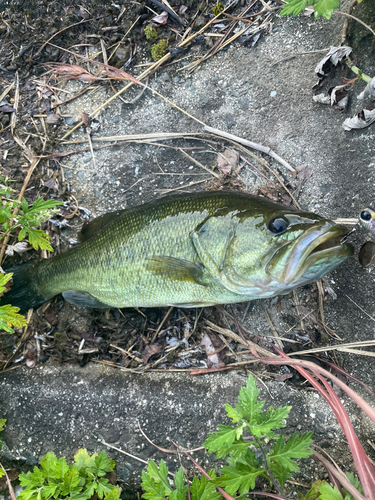 ブラックバスの釣果