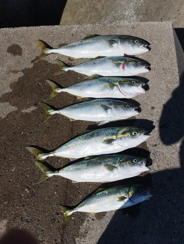 イナダの釣果