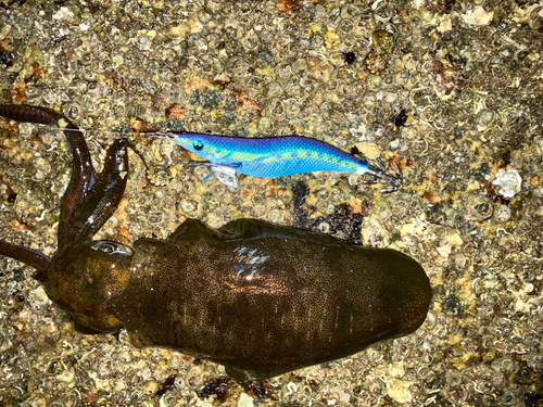 アオリイカの釣果