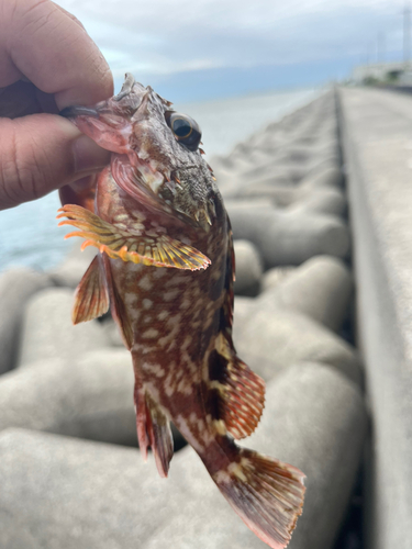 ガシラの釣果