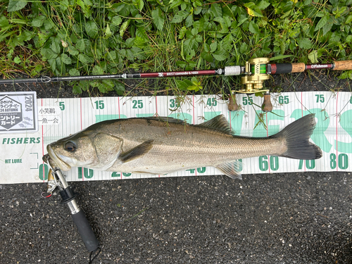 シーバスの釣果