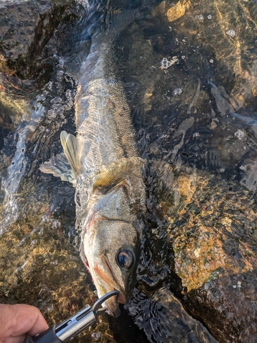 スズキの釣果