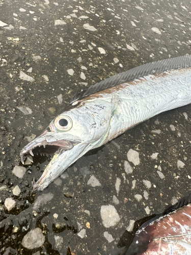 タチウオの釣果