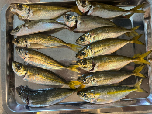 アジの釣果