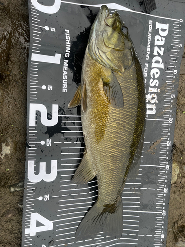 スモールマウスバスの釣果