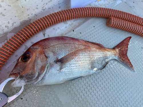 タイの釣果